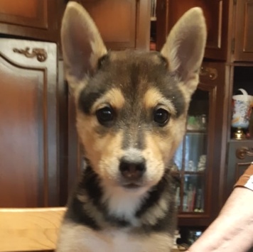 Собаки в добрые руки - Брут