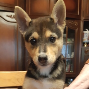 Собаки в добрые руки - Брут - 1