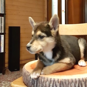 Собаки в добрые руки - Брут - 2