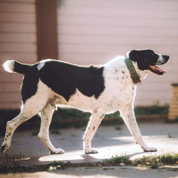 Собаки в добрые руки - Чегет