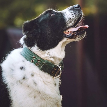 Собаки в добрые руки - Чегет - 1