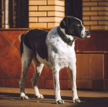 Собаки в добрые руки - Чегет - 2