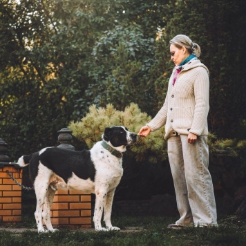 Собаки в добрые руки - Чегет - 3