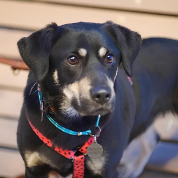 Собаки в добрые руки - Ласточка