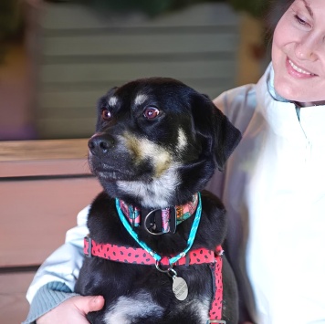 Собаки в добрые руки - Ласточка - 1