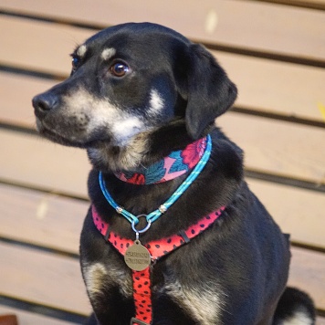 Собаки в добрые руки - Ласточка - 2