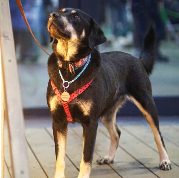 Собаки в добрые руки - Ласточка - 3