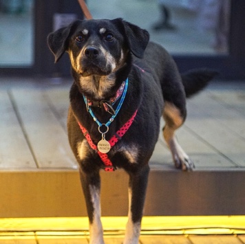 Собаки в добрые руки - Ласточка - 4