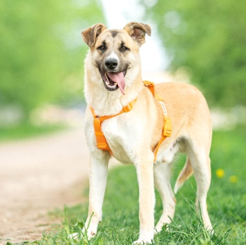 Собаки в добрые руки - Боби