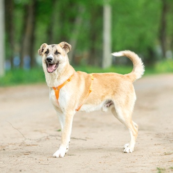 Собаки в добрые руки - Боби - 1