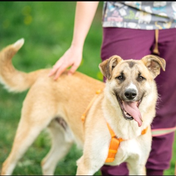 Собаки в добрые руки - Боби - 2