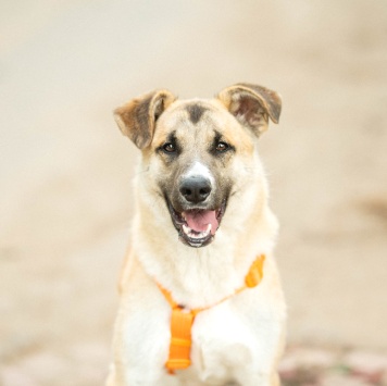 Собаки в добрые руки - Боби - 3