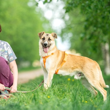 Собаки в добрые руки - Боби - 4