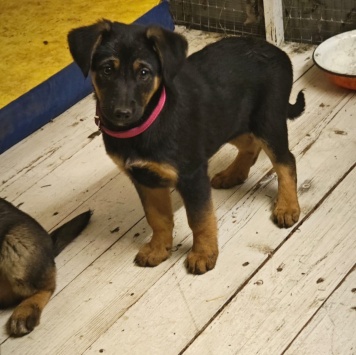 Собаки в добрые руки - Кира