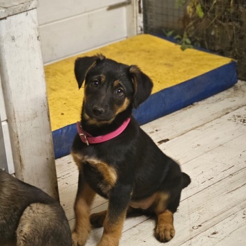 Собаки в добрые руки - Кира - 1