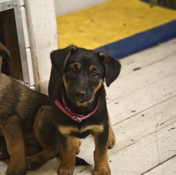 Собаки в добрые руки - Кира - 2