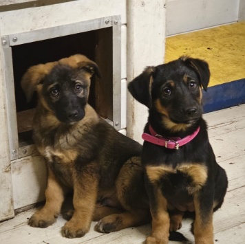 Собаки в добрые руки - Кира - 3