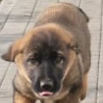 Собаки в добрые руки - Курт - 1