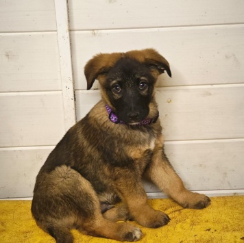 Собаки в добрые руки - Курт