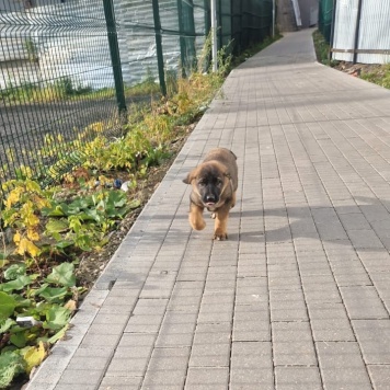 Собаки в добрые руки - Курт - 2