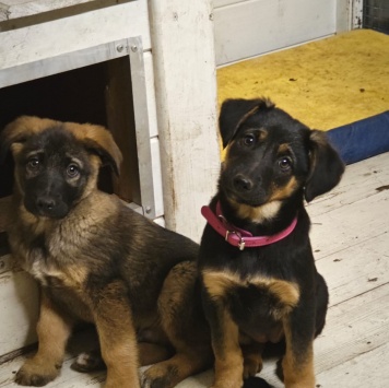 Собаки в добрые руки - Курт - 4