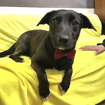 Собаки в добрые руки - Чарли