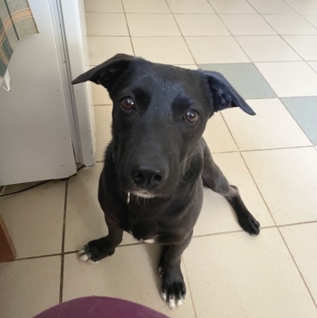 Собаки в добрые руки - Чарли - 1