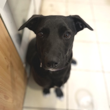 Собаки в добрые руки - Чарли - 2