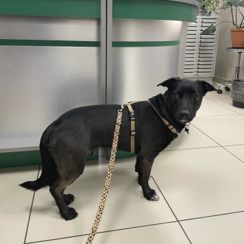 Собаки в добрые руки - Чарли - 3