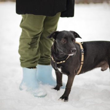 Собаки в добрые руки - Чарли - 4