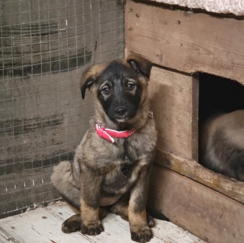 Ляля - Собаки в добрые руки