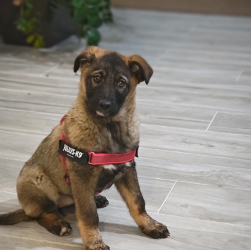 Яра - Собаки в добрые руки