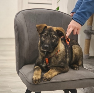 Яра - Собаки в добрые руки