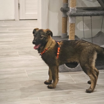 Собаки в добрые руки - Яра - 1