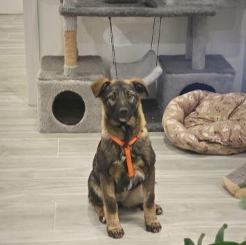 Собаки в добрые руки - Яра - 2