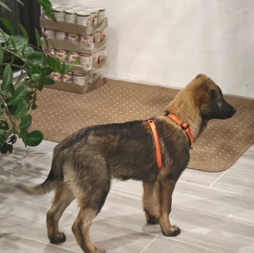 Собаки в добрые руки - Яра - 3