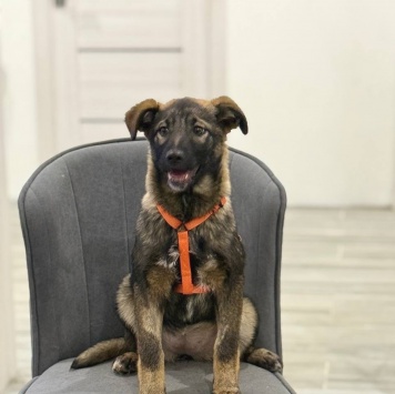 Собаки в добрые руки - Яра - 4