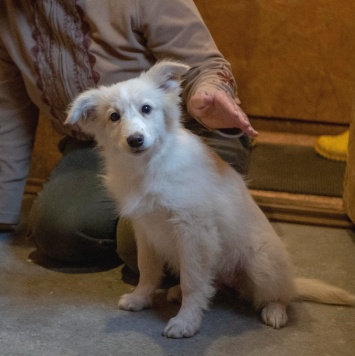 Собаки в добрые руки - Бэлочка