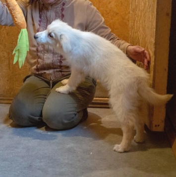 Собаки в добрые руки - Бэлочка - 2