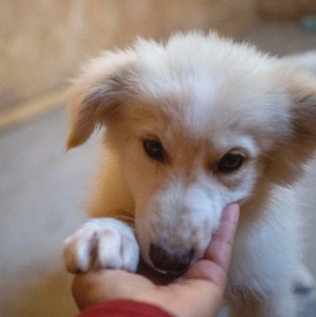 Собаки в добрые руки - Бэлочка - 3