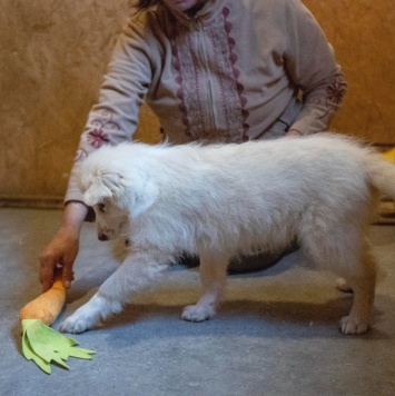 Собаки в добрые руки - Бэлочка - 4