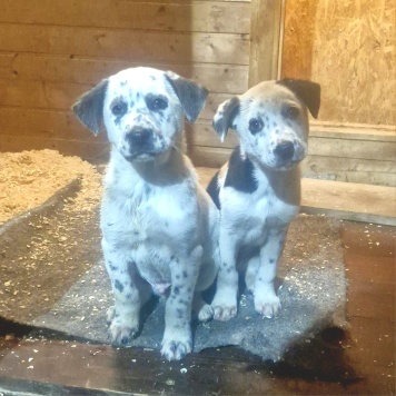 Собаки в добрые руки - Щенок