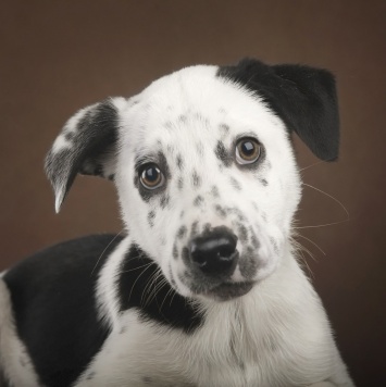 Щенок - Собаки в добрые руки