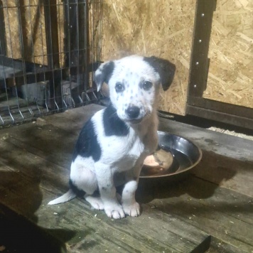 Собаки в добрые руки - Щенок - 1