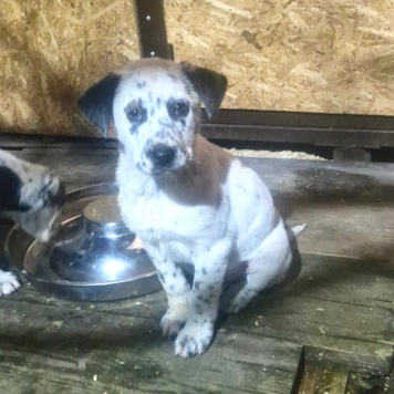 Собаки в добрые руки - Щенок - 2