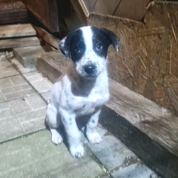 Собаки в добрые руки - Щенок - 3