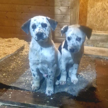 Собаки в добрые руки - Щенок - 4