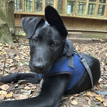 Собаки в добрые руки - Рольф