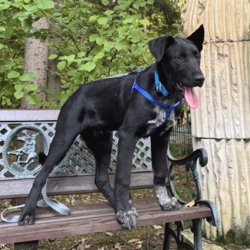 Собаки в добрые руки - Рольф - 1