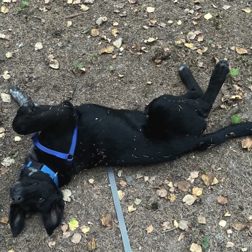 Собаки в добрые руки - Рольф - 2